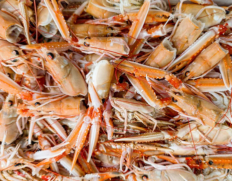 Cabezas y patas de cigala para fumet y caldo, subproductos premium, Mariscos Pablo Iglesias, A Coruña
