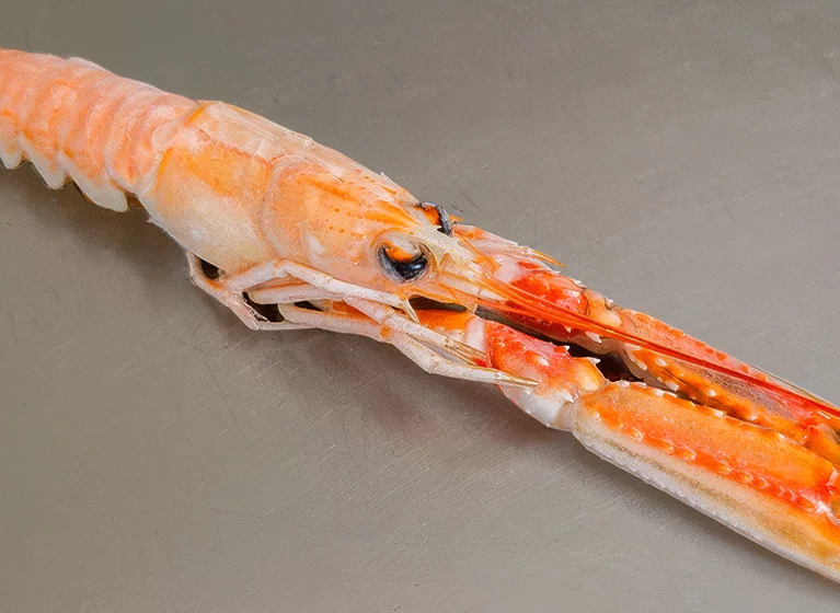 Cigala congelada de alta calidad disponible todo el año, Mariscos Pablo Iglesias, Galicia