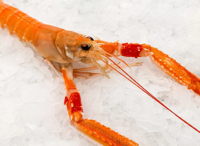Cigala fresca seleccionada desde origen y manipulada en frío para conservar su calidad gastronómica