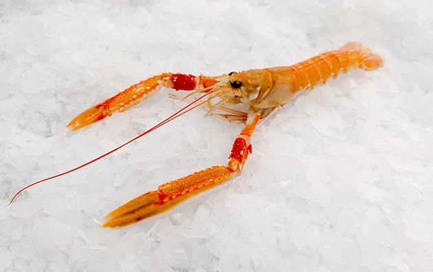 Cigala fresca sobre hielo para conservación óptima en distribución, Mariscos Pablo Iglesias, Galicia