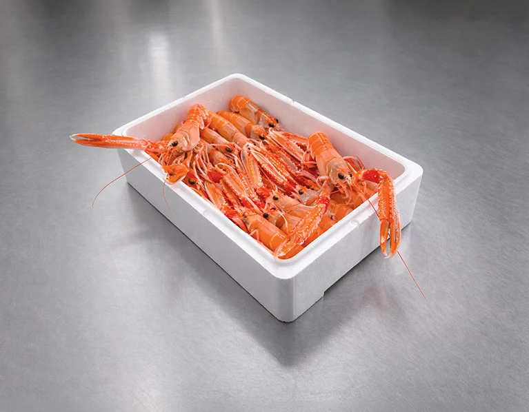 Cigala viva de Nephrops Norvegicus conservada en agua de mar controlada hasta el momento del envío