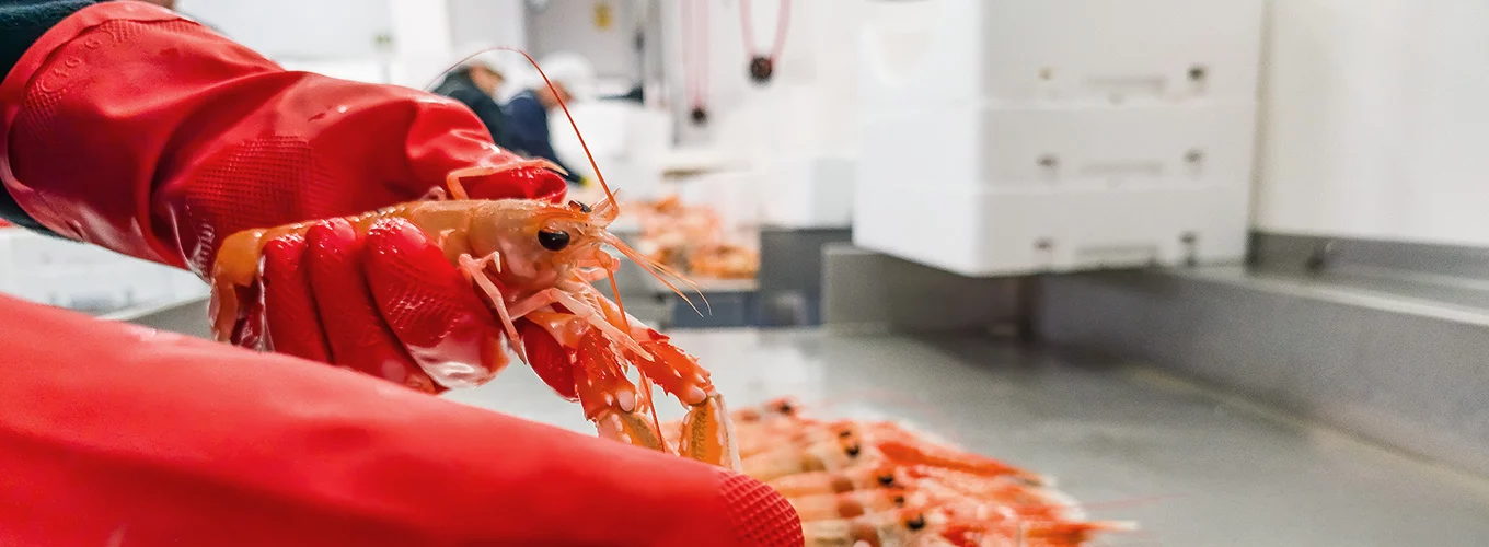 Selección artesanal de cigala con pasión y detalle, Mariscos Pablo Iglesias, empresa de mariscos en A Coruña