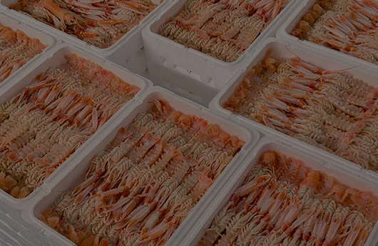 Preparación y envasado de cigala fresca, control de calidad en Mariscos Pablo Iglesias, A Coruña
